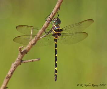 Macromia illinoiensis, female